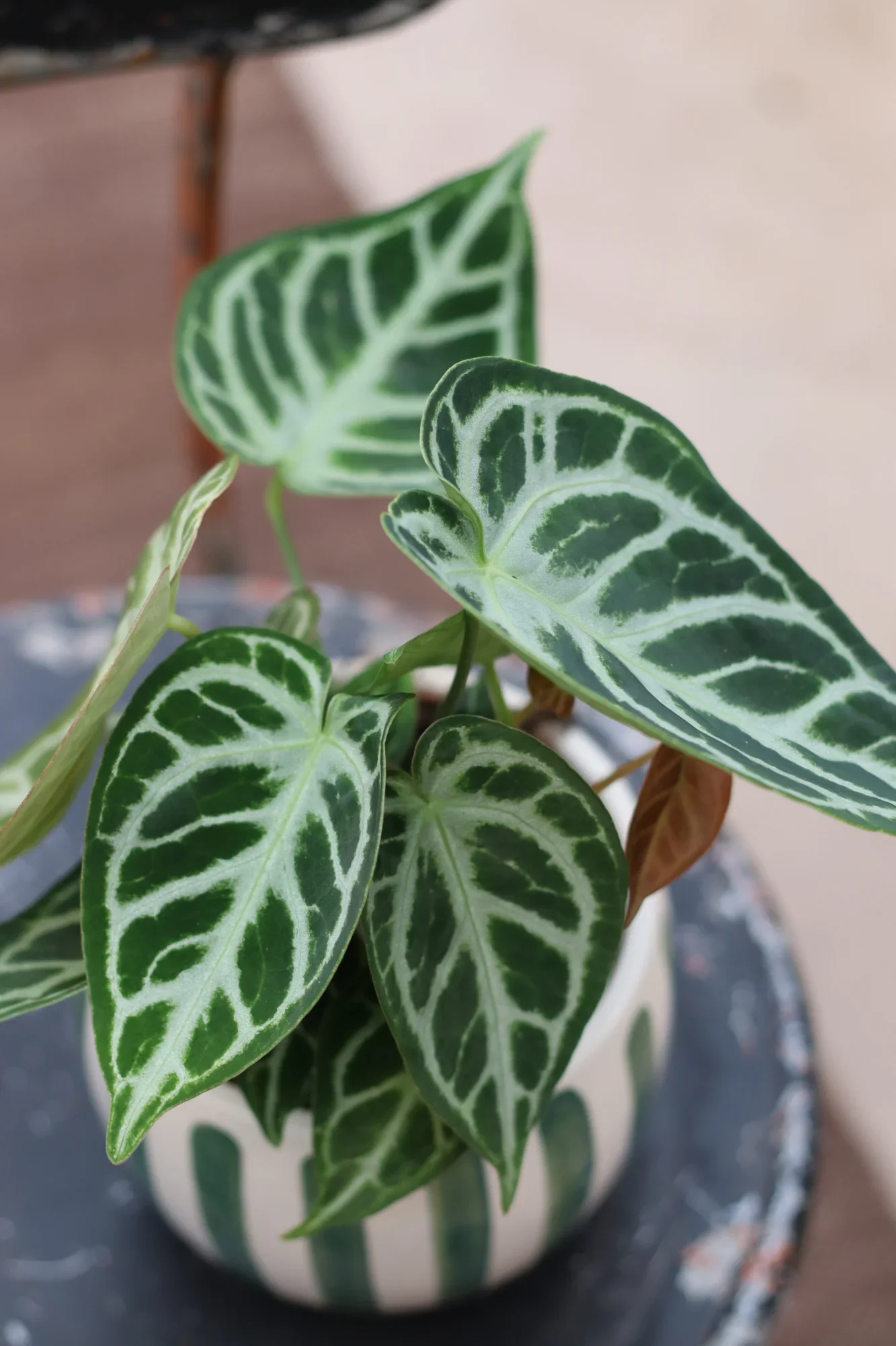 Sammetskalla 10,90€