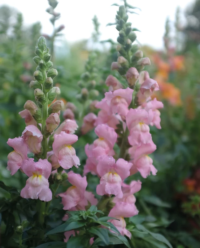 antirrhinum_majus_opus_pink_f1-06943eb875576d.picture_manager_6943e8a7843f6.jpg