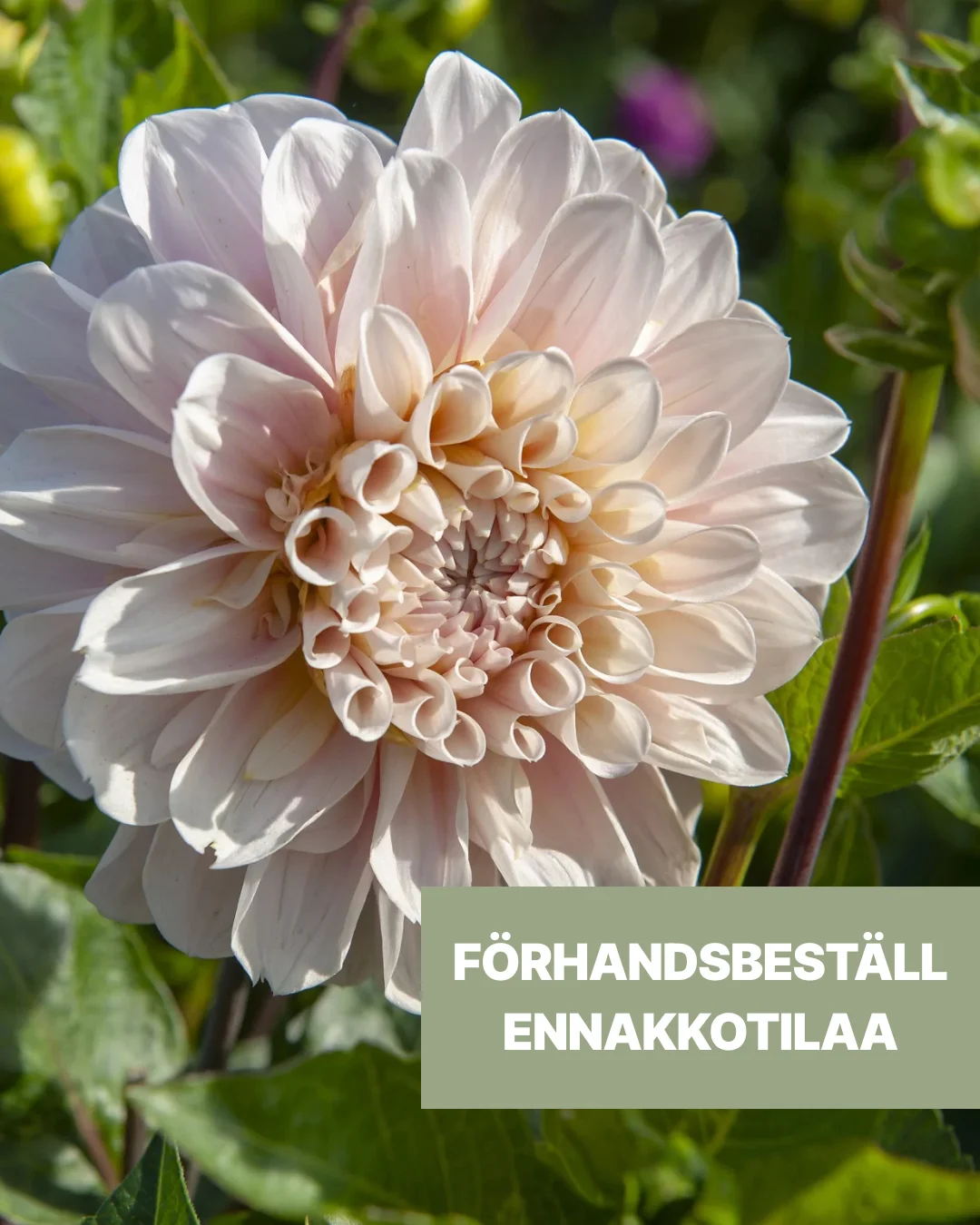 Sweet Nathalie 5,95€