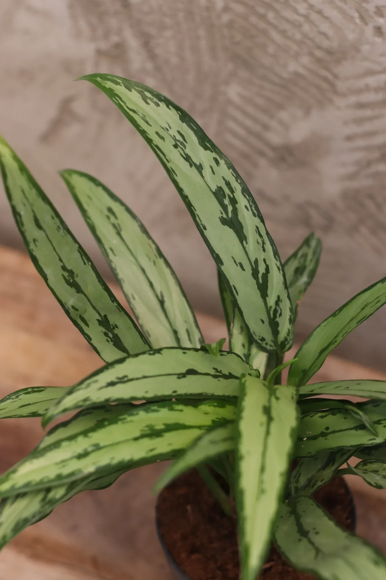 Silverkalla 16,90€