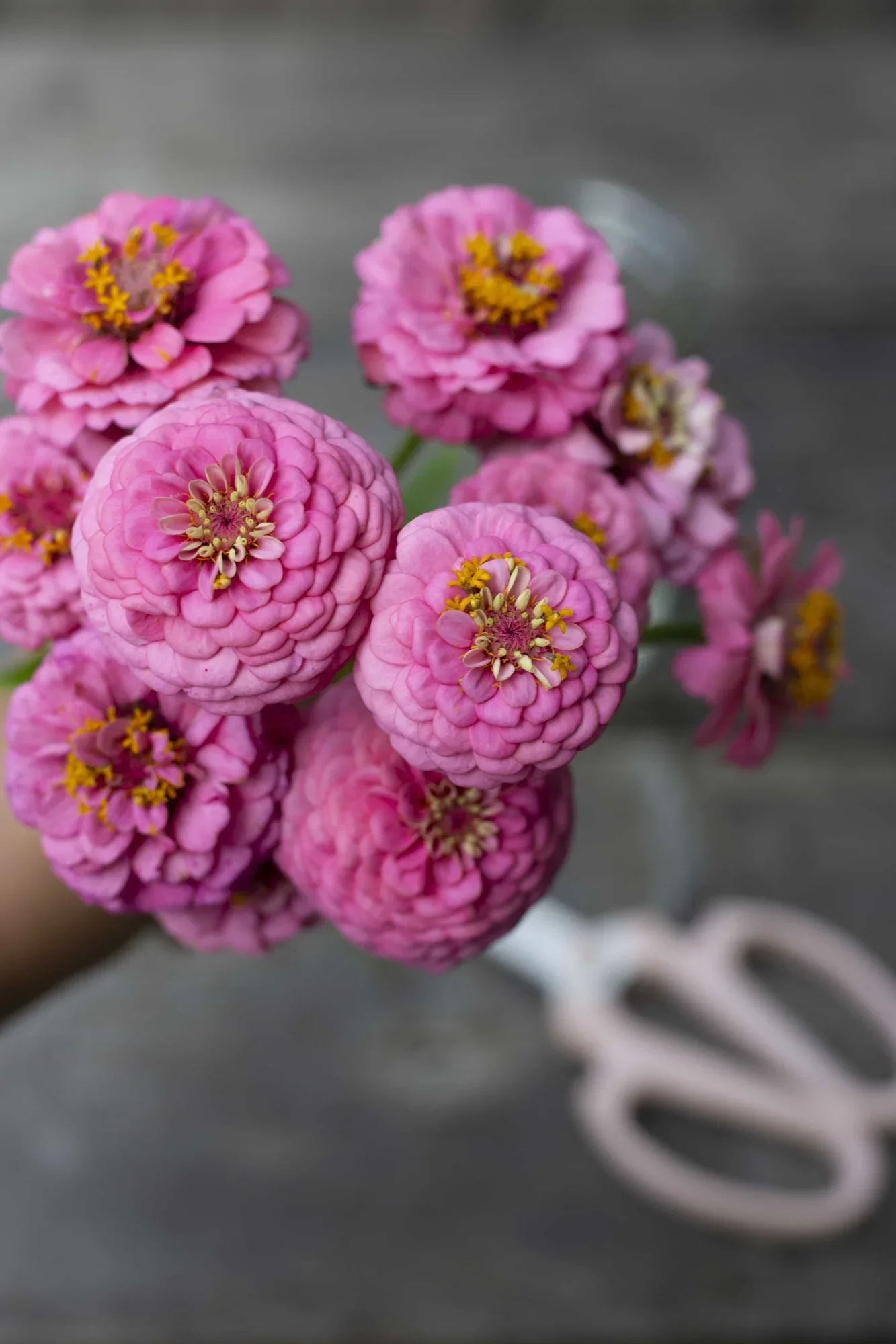 Zinnia frön 4,95€