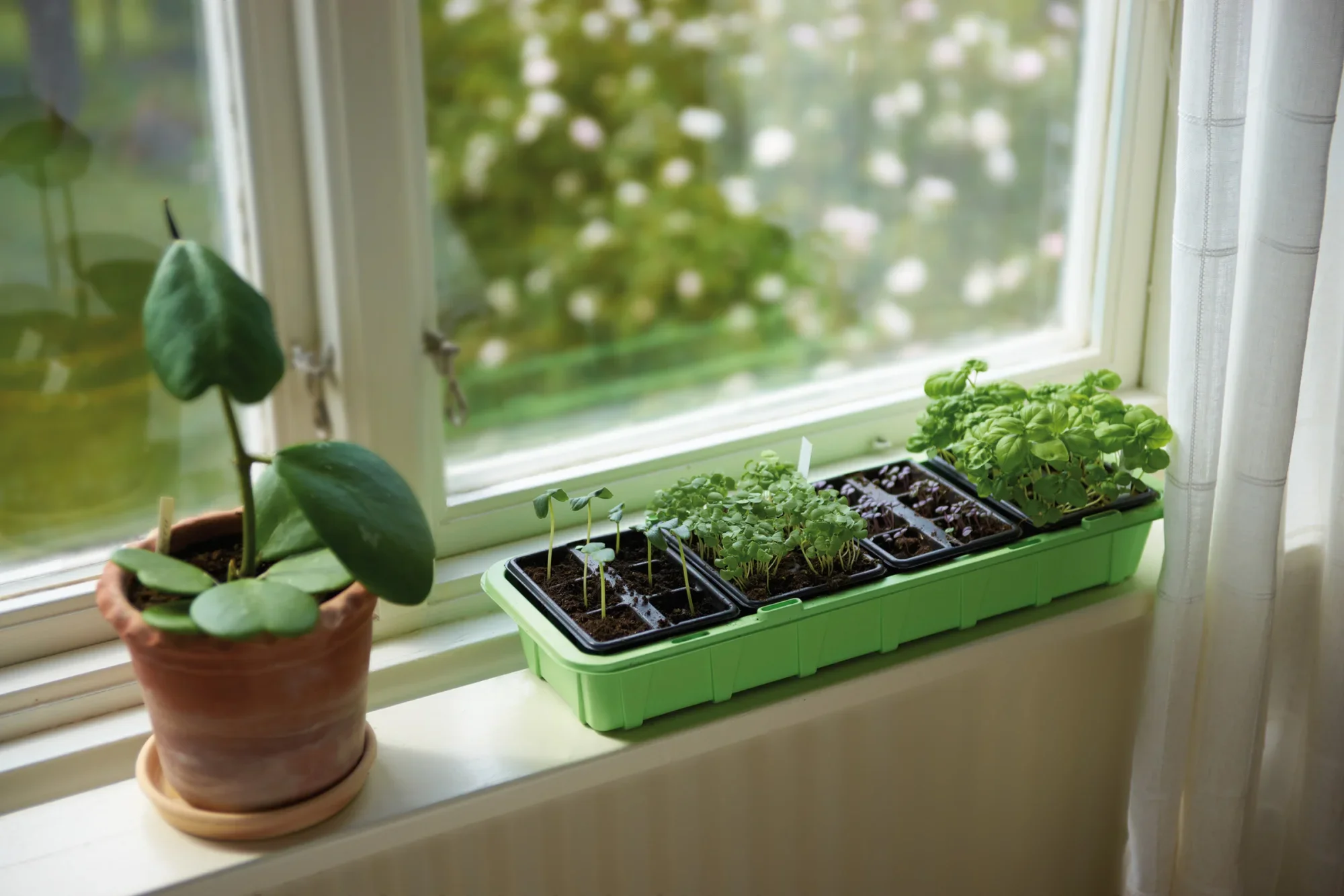 Pienoiskasvihuone 5,95€