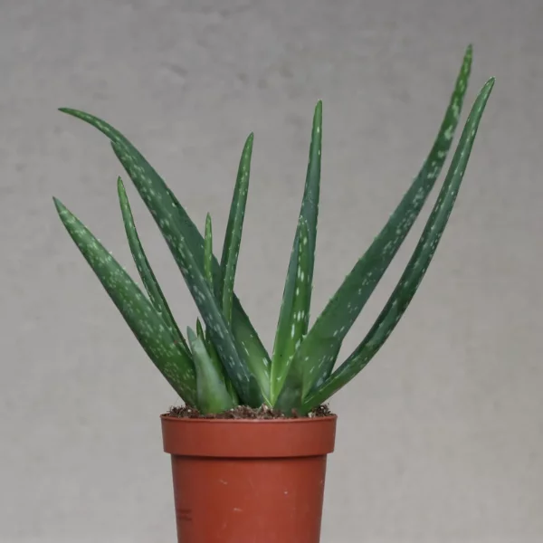 Lääkeaaloe 6,90€