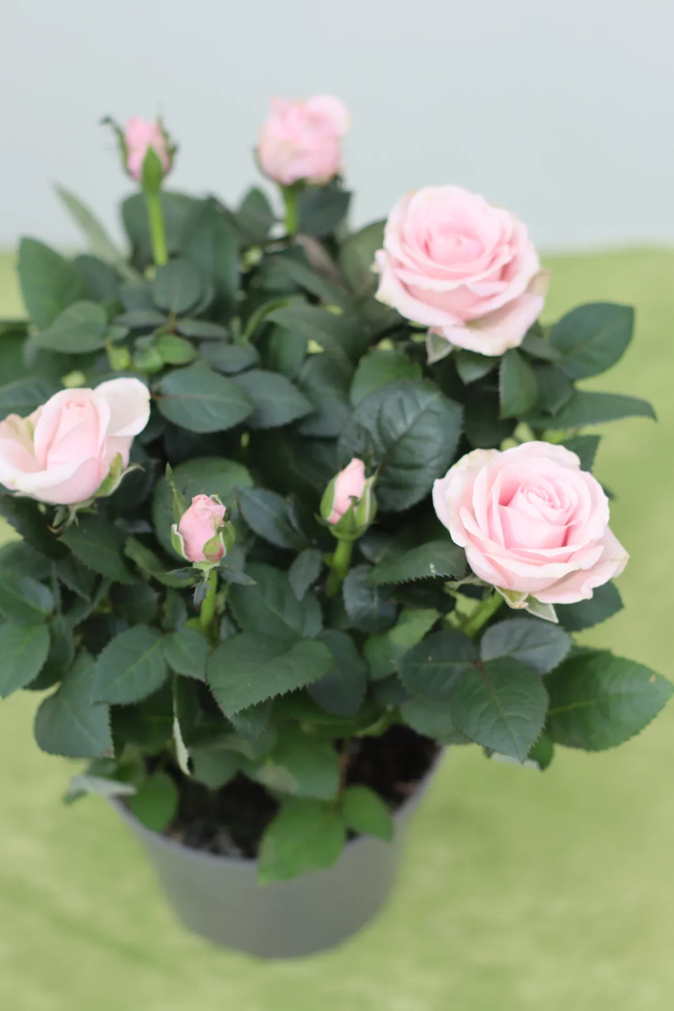 Ruukkuruusu 15,90€