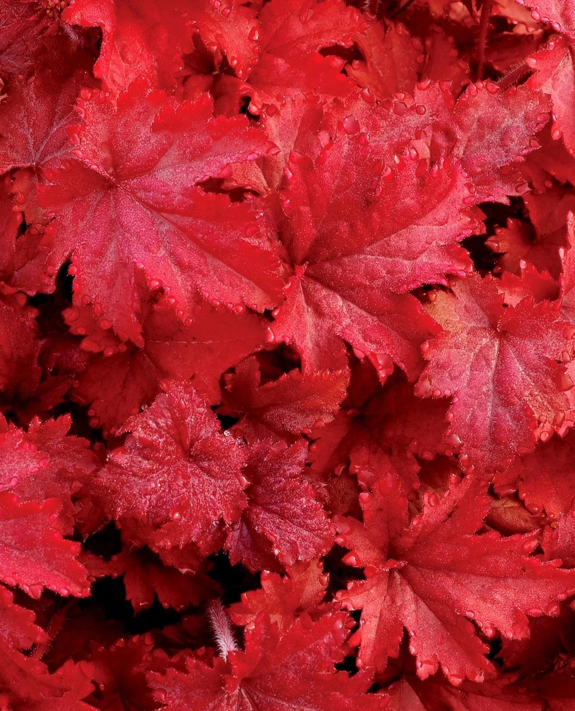 coral-bells-069fc3eff46f70.jpg