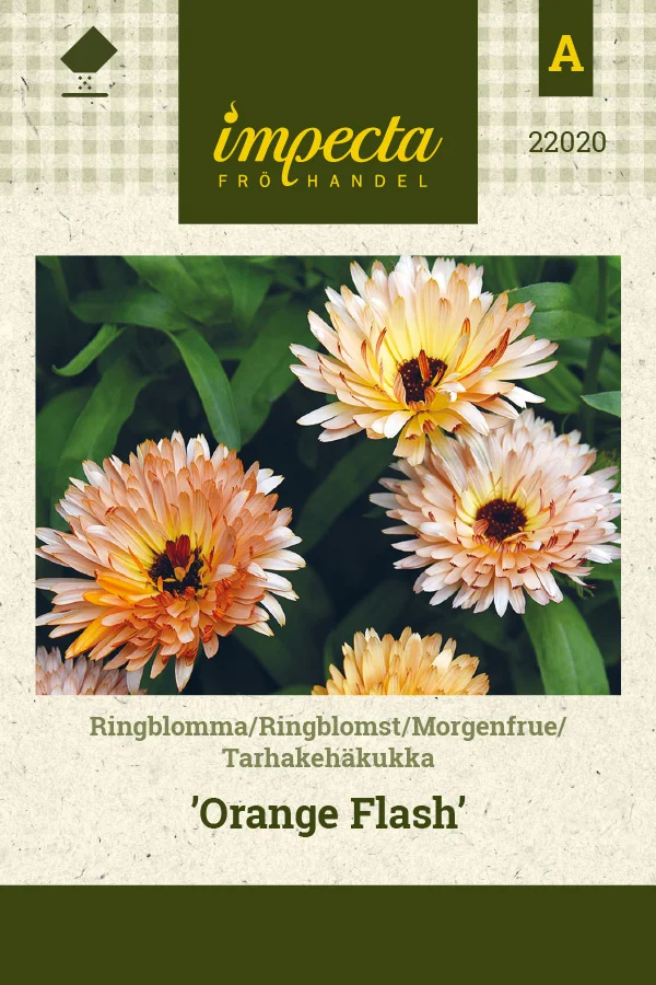 tarhakehakukka_orange_flash-0674d8be97a40f.picture_manager_674d8bad9869c.jpg