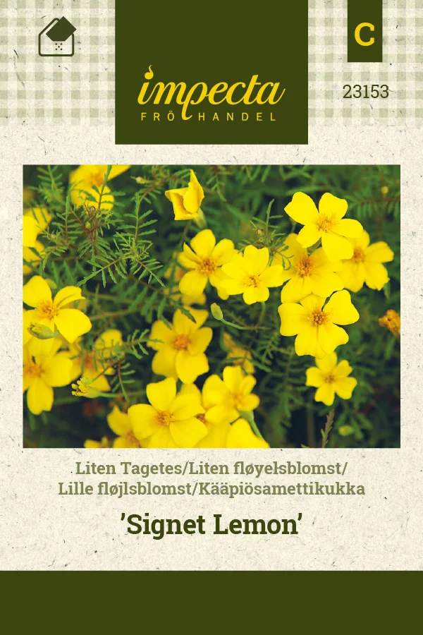 kaapiosamettikukka_signet_lemon-0674d8bea0b9de.picture_manager_674d8bafd310e.jpg