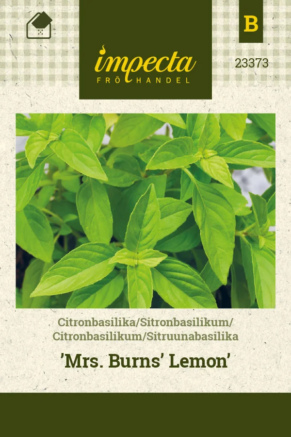 sitruunabasilika_mrs_burns_lemon-0674d8bea4e922.picture_manager_674d8bb137645.jpg