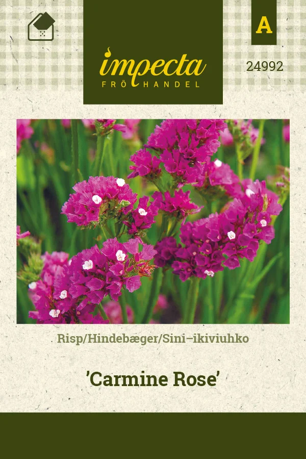 sini_ikiviuhko_carmine_rose-0674d8beb25c59.picture_manager_674d8bb626118.jpg