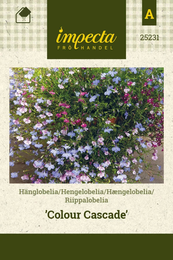 riippalobelia_colour_cascade-0674d8beb2a860.picture_manager_674d8bb6563e9.jpg
