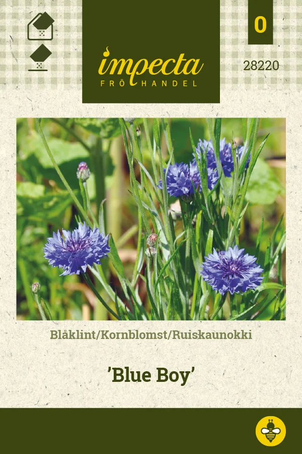 ruiskaunokki_blue_boy-0674d8bec5a0e0.picture_manager_674d8bbc32ae4.jpg