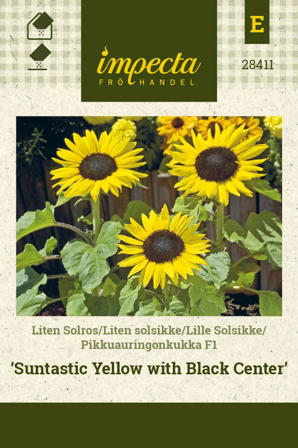 pikkuauringonkukka_suntastic_yellow_with_black_center-0674d8becabb30.picture_manager_674d8bbd505ad.jpg