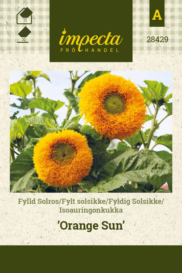 isoauringonkukka_orange_sun-0674d8bece19e2.picture_manager_674d8bbe37560.jpg