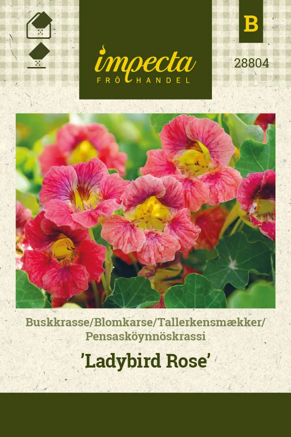 pensaskoynnoskrassi_ladybird_rose-0674d8bedc9f4d.picture_manager_674d8bc223348.jpg