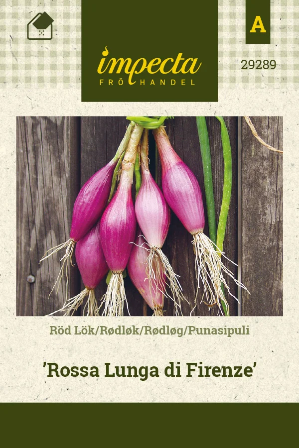 punasipuli_rossa_lunga_di_firenze-0674d8beee9c0d.picture_manager_674d8bc802d68.jpg