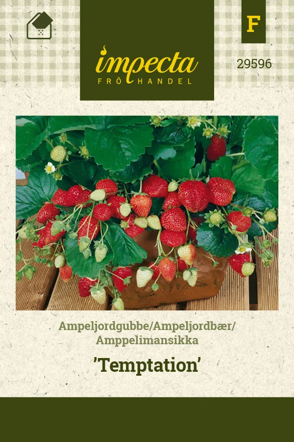 amppelimansikka_temptation-0674d8bf01308d.picture_manager_674d8bcce3ef5.jpg