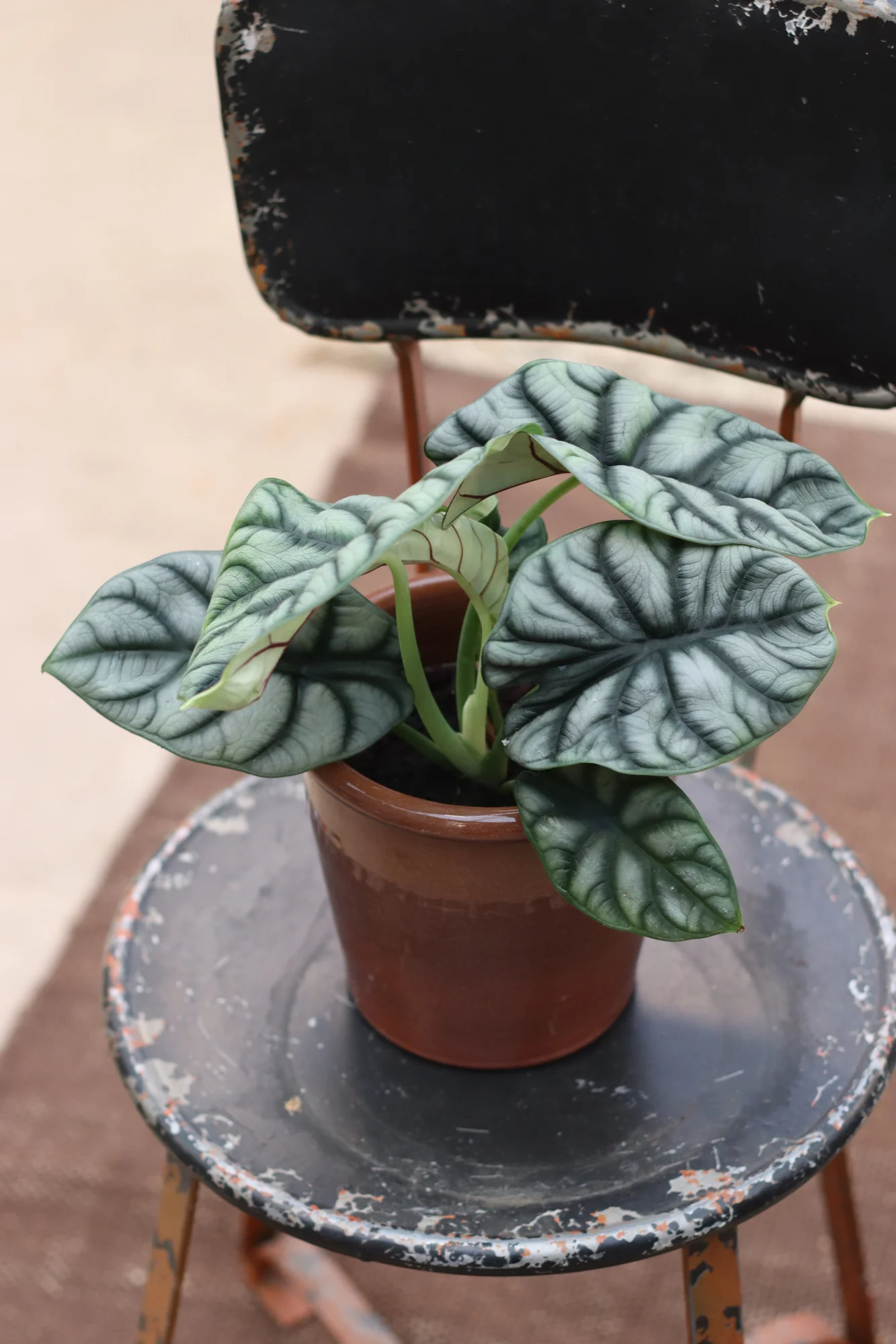Alocasia 24€