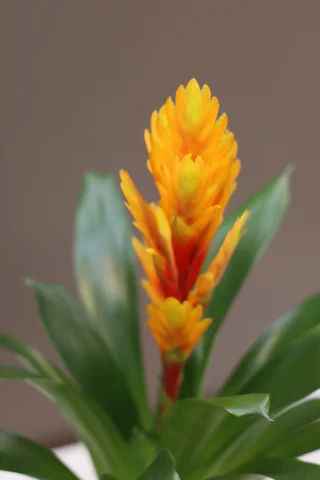 Bromelia