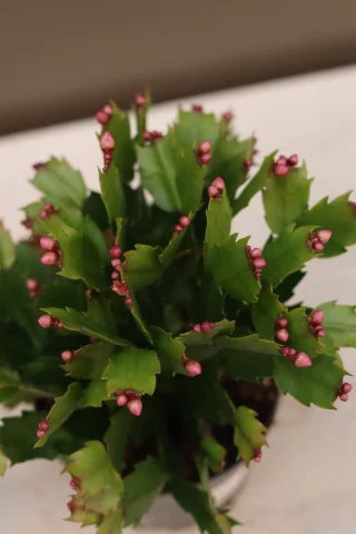 Novemberkaktus