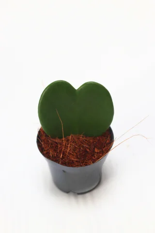 Hjärtporslinsblomma