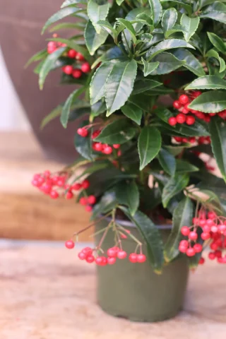 Ardisia