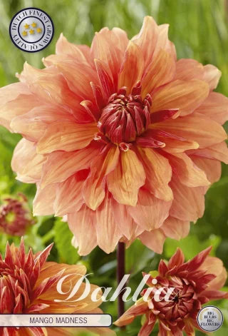 Dekorativdahlia Mango Madness