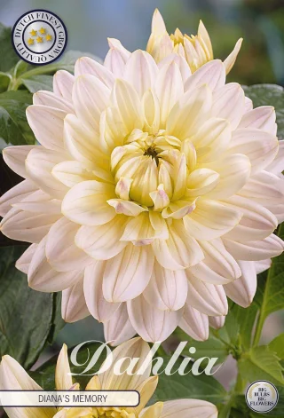 Dekorativdahlia Diana's Memory
