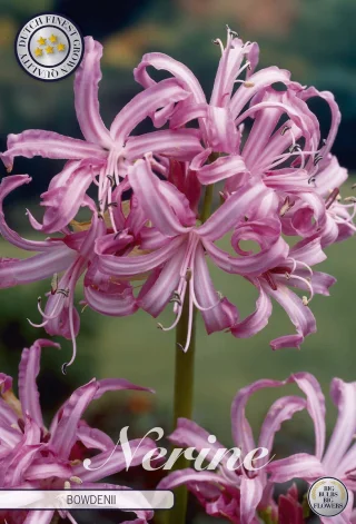 Nerine