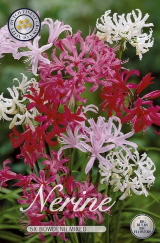 Nerine mix