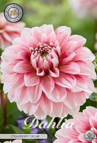 Dekorativdahlia Strawberry Cream