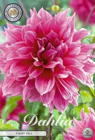 Dekorativdahlia Emory Paul