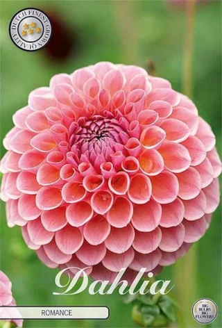 Kaktusdahlia Romance