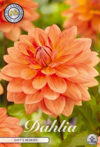 Lummedaalia Shep's Memory