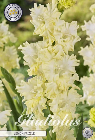 Gladiol / Sabellilja