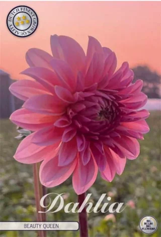 Bolldahlia Beauty Queen