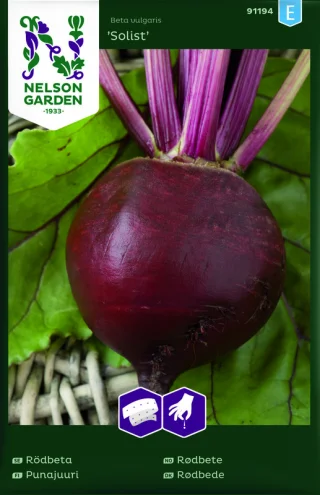 Punajuuri 'Solist' Kylvönauha