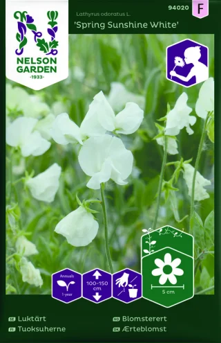Tuoksuherne 'Spring Sunshine White'