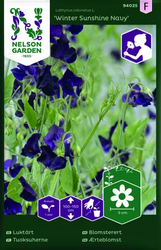 Tuoksuherne 'Winter Sunshine Navy'