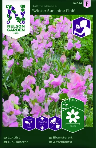 Tuoksuherne 'Winter Sunshine Pink'