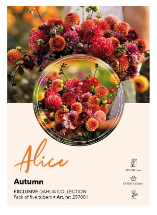 Dahlia kollektion Alice
