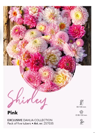 Dahlia kollektion Shirley