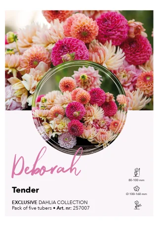 Dahlia kollektion Deborah