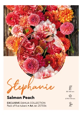 Dahlia kollektion Stephanie