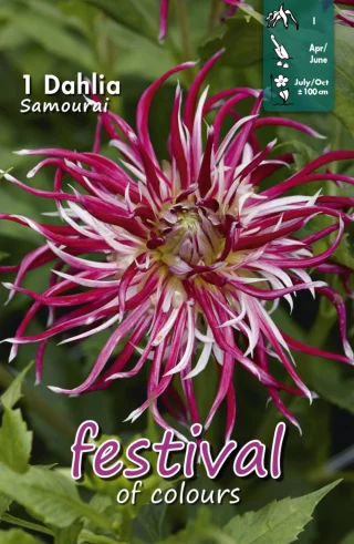 Kaktusdahlia Samourai