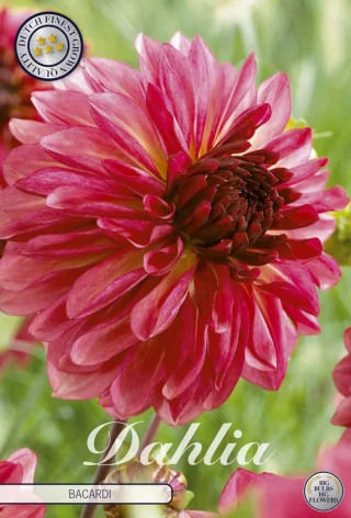 Dekorativdahlia Bacardi