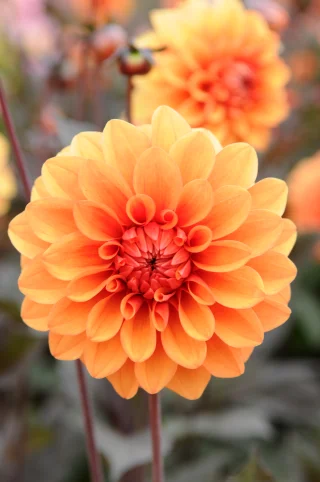 Dekorativdahlia David Howard