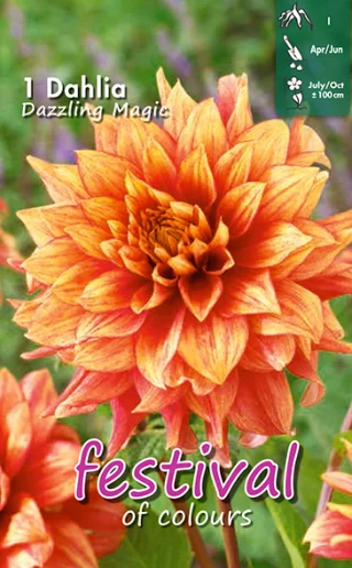 Dekorativdahlia Dazzling Magic