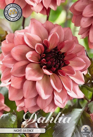 Dekorativdahlia Night Silence