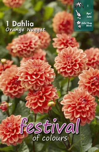 Dekorativdahlia Orange Nugget