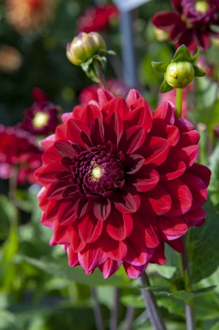 Dekorativdahlia Red Runner